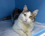 Кошки в Москве: Котик Фелечка из Ташкента ищет свой дом Мальчик, 1 000 руб. - фото 2