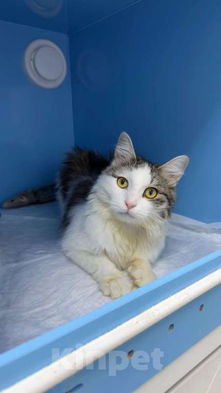 Кошки в Москве: Котик Фелечка из Ташкента ищет свой дом Мальчик, 1 000 руб. - фото 2