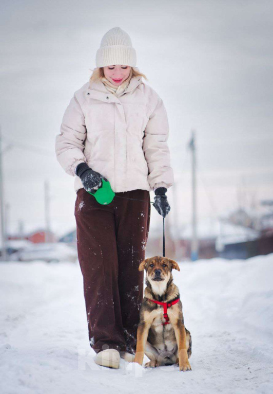 Собаки в Москве: Эльза тянется к человеку...Где ты? Девочка, Бесплатно - фото 3
