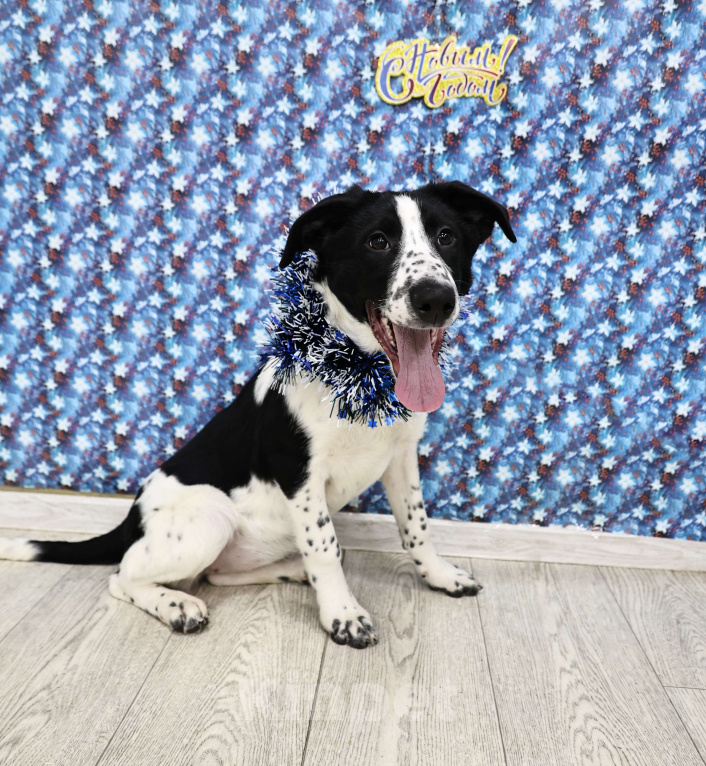 Собаки в Москве: Щенки бесплатно в Москве Девочка, Бесплатно - фото 1