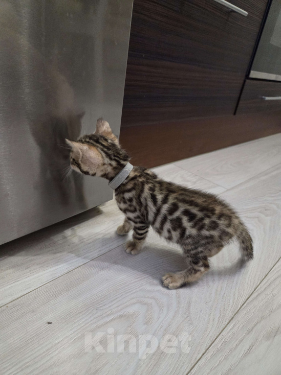 Кошки в Красногорске: Бенгалята Мальчик, 35 000 руб. - фото 7