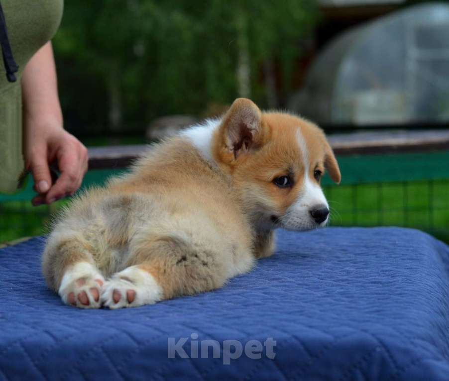 Собаки в Хотьково: кобель вельш корги пемброк Мальчик, 65 000 руб. - фото 3