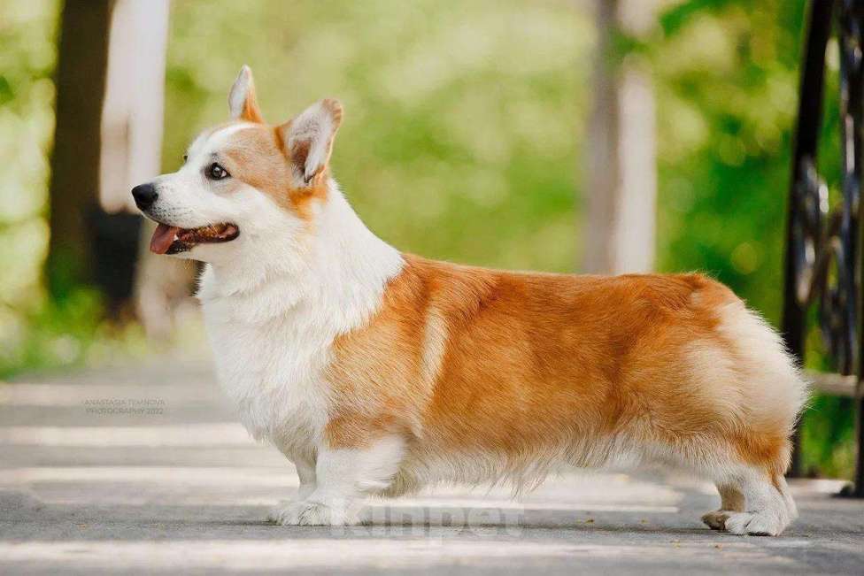 Собаки в Воронеже: Мальчик 2,5 мес Мальчик, Бесплатно - фото 6