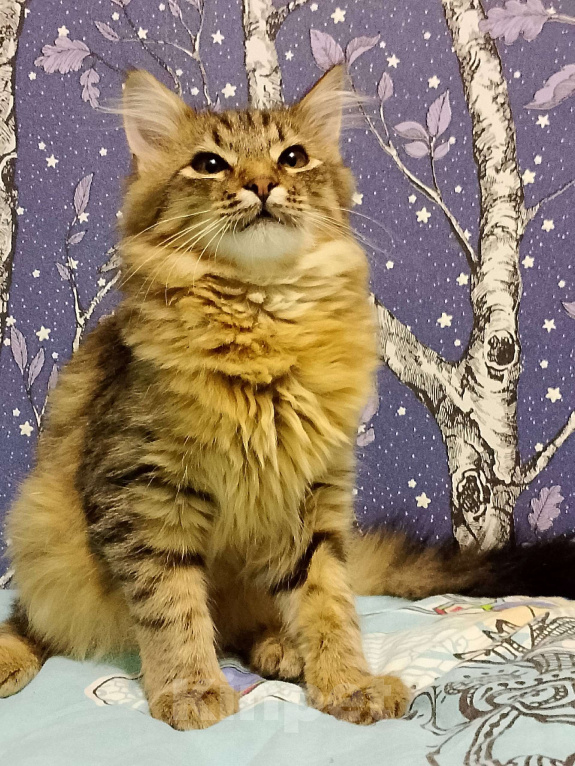 Кошки в Тамбове: Мотя ищет хозяина Мальчик, Бесплатно - фото 7