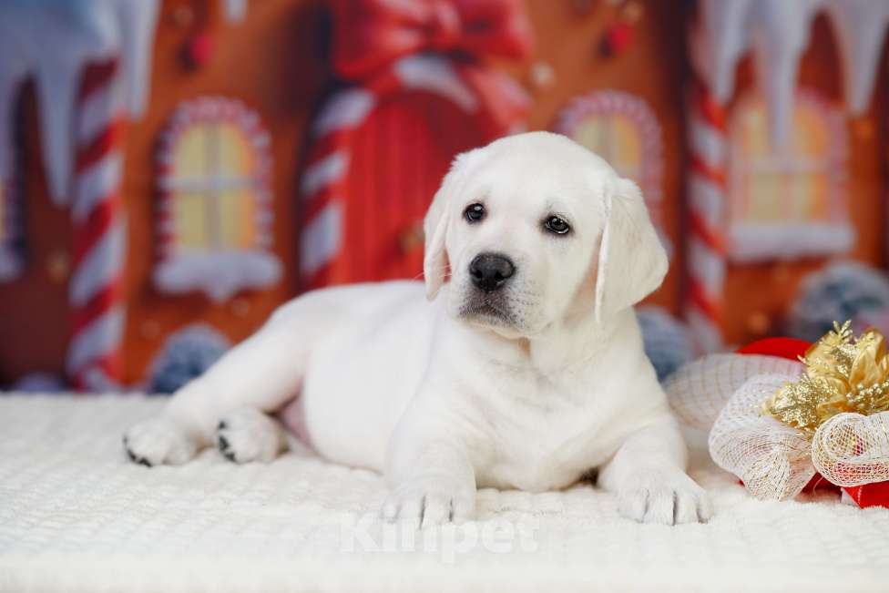 Собаки в Санкт-Петербурге: Щенки лабрадора Девочка, 70 000 руб. - фото 1