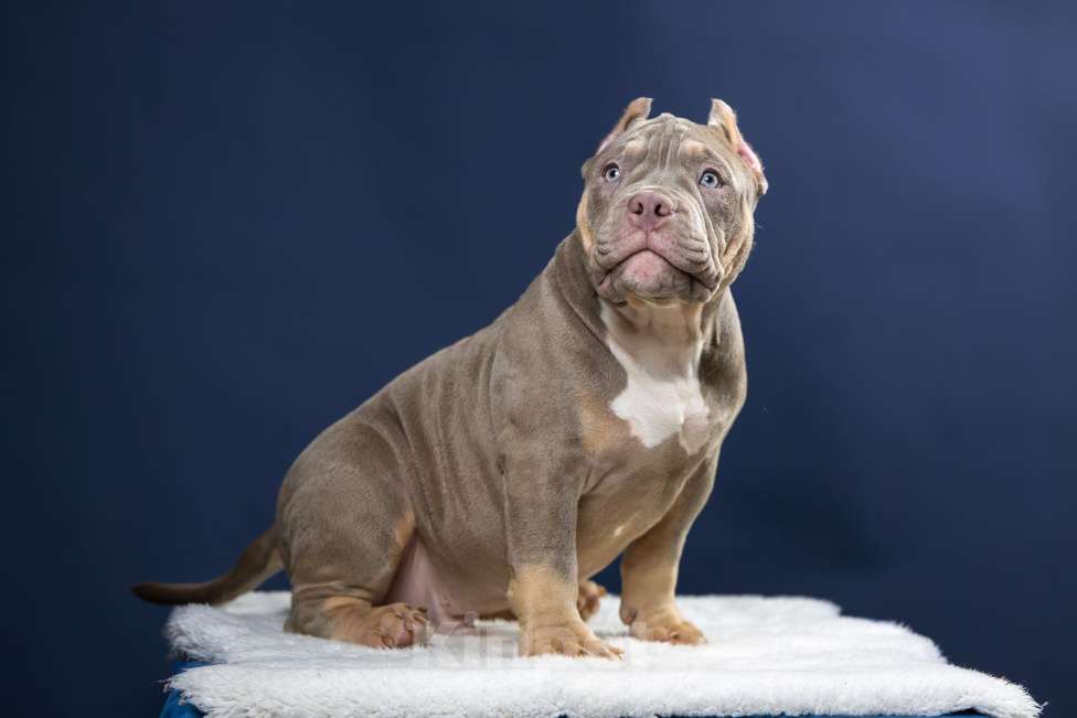 Собаки в Санкт-Петербурге: Щенок Американский булли покет Мальчик, 180 000 руб. - фото 8