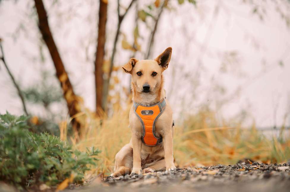 Собаки в Москве: Миранда Девочка, Бесплатно - фото 1