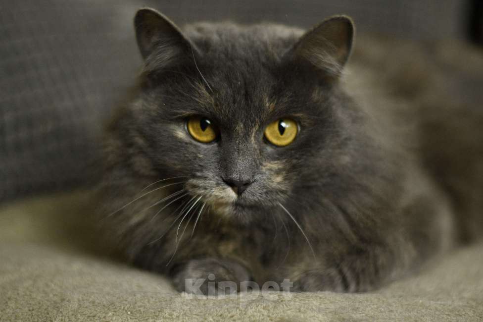 Кошки в Москве: кошка Хлоя в добрые руки Девочка, Бесплатно - фото 6