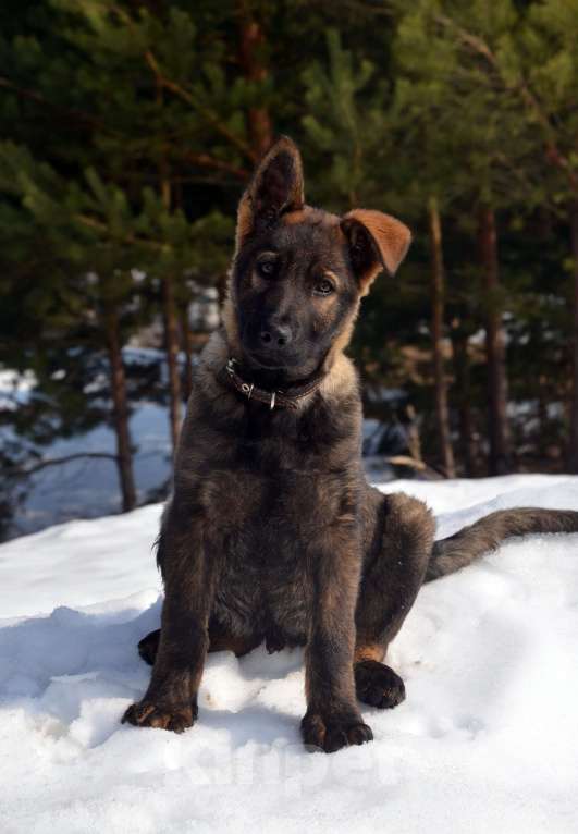Собаки в Москве: Немецкая овчарка щенок кобель. Крови ГДР. Мальчик, 70 000 руб. - фото 1
