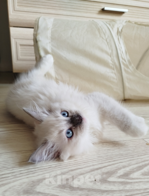 Кошки в Москве: Регдолл котенок котик Мальчик, 65 000 руб. - фото 4