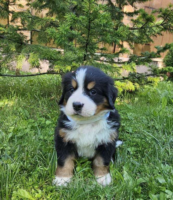 Собаки в других городах Московской области: Питомник "Зенненхунд России" предлагает щенков Девочка, 150 000 руб. - фото 3