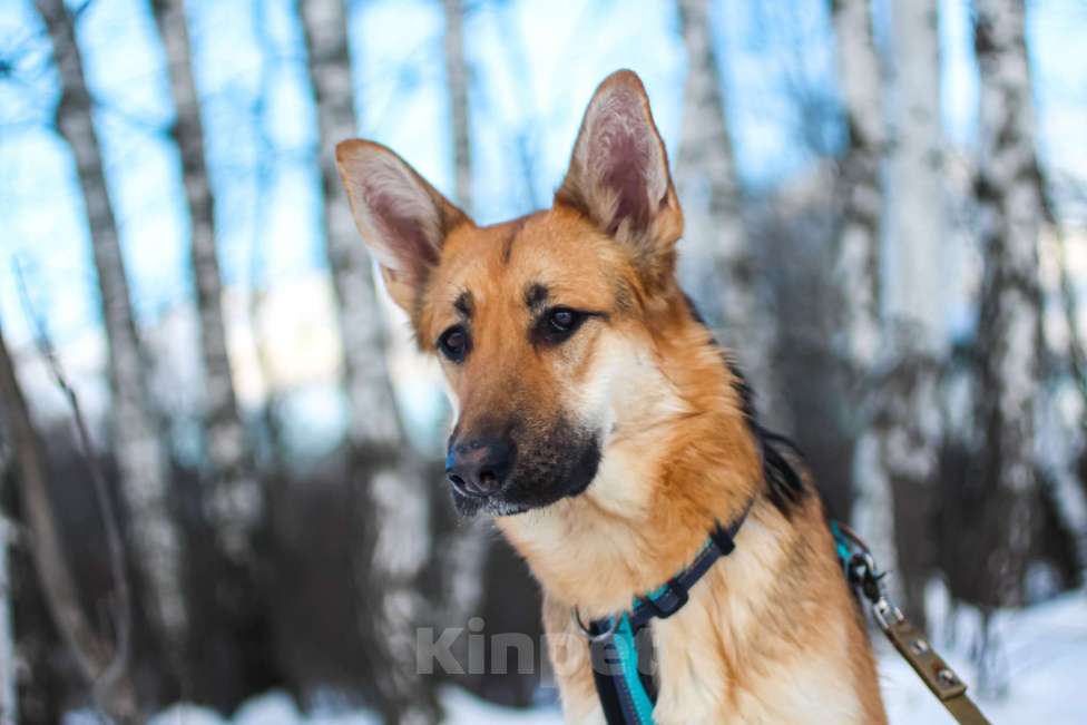 Собаки в Москве: Тоука Девочка, Бесплатно - фото 6