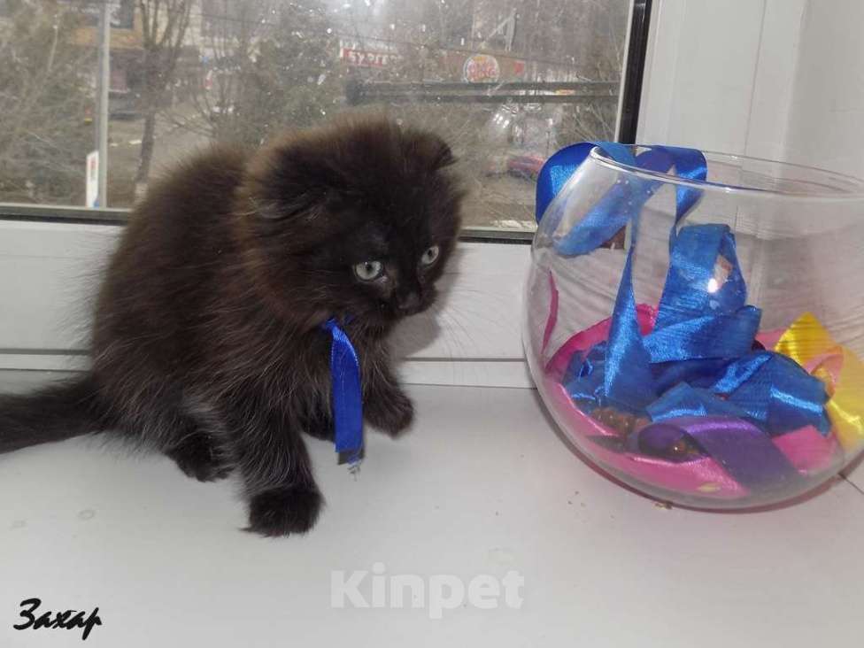 Кошки в Москве: Шотландский длинношерстный вислоухий котенок, мальчик Мальчик, 20 000 руб. - фото 3