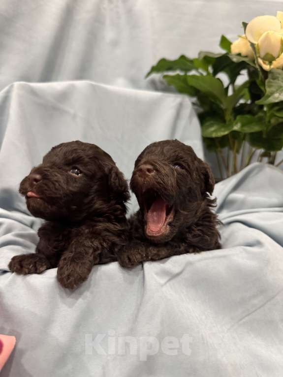 Собаки в Краснодаре: Той-пудель Разнополые, Бесплатно - фото 1