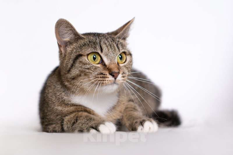 Кошки в Москве: Метис британской породы Джессика в добрые руки Девочка, Бесплатно - фото 2