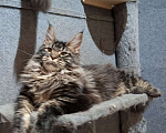 Кошки в Омске: Мейн-кун Девочка, 50 000 руб. - фото 7