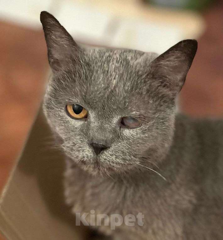 Кошки в Москве: Буся- бабуся кошка Девочка, Бесплатно - фото 6