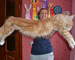 Кошки в Железногорске: Котята Мейн Кун, 5 000 руб. - фото 4