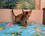 Кошки в Сальске: Абиссинские котята, 25 000 руб. - фото 7
