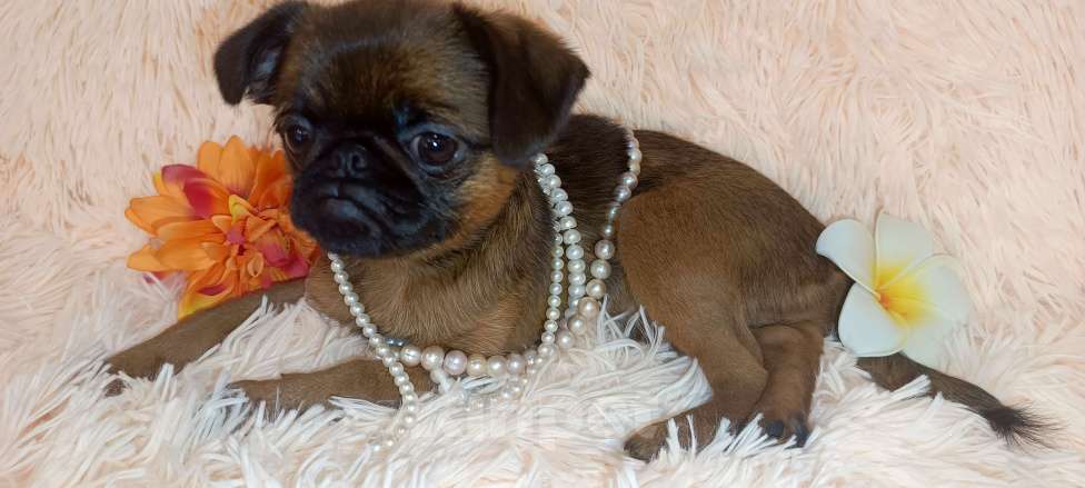 Собаки в Тюмени: Ласковая малышка пти брабансончик Девочка, Бесплатно - фото 1