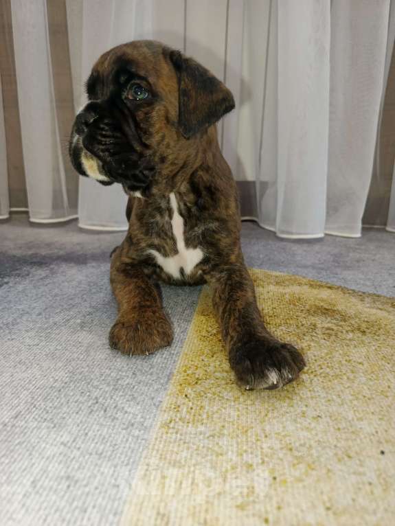 Собаки в Ижевске: Продажа Мальчик, Бесплатно - фото 2