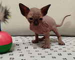 Кошки в Новокуйбышевске: Канадский сфинкс, девочка-котёнок. Девочка, 10 000 руб. - фото 2