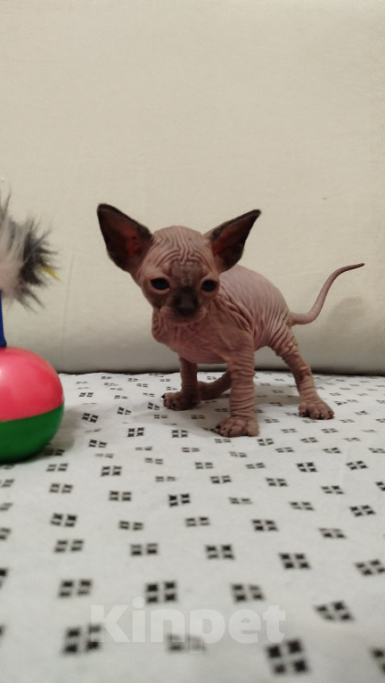 Кошки в Новокуйбышевске: Канадский сфинкс, девочка-котёнок. Девочка, 10 000 руб. - фото 2