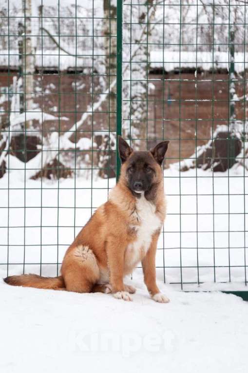 Собаки в Ногинске: Евсей в поиске дома Мальчик, Бесплатно - фото 1