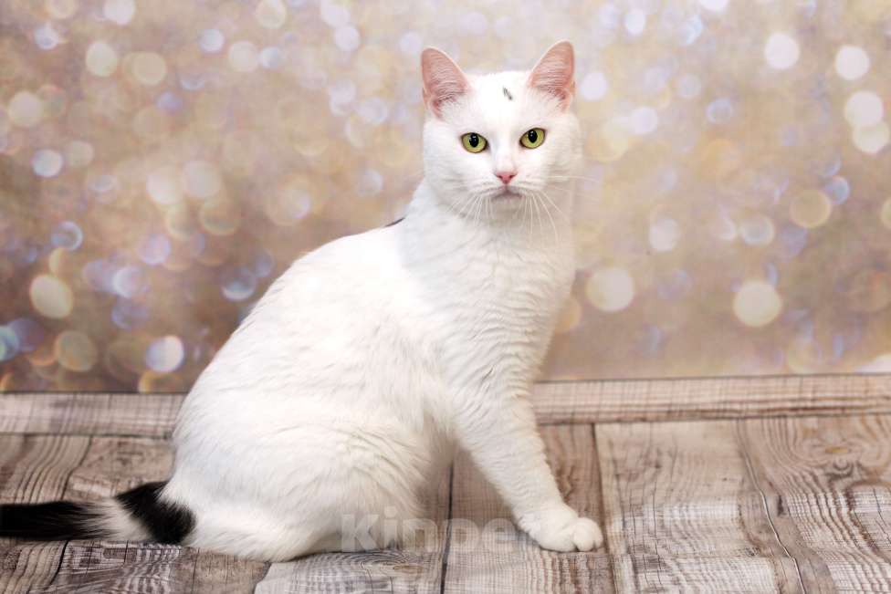 Кошки в Москве: Ассоль едет на выставку-пристройство WOOF в Москву  Девочка, Бесплатно - фото 4