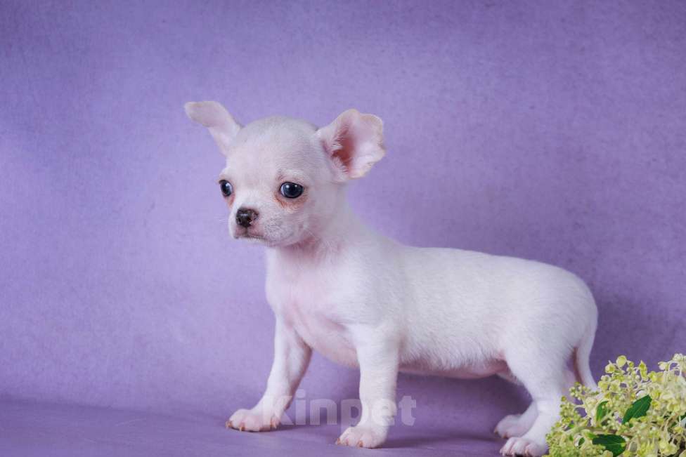 Собаки в Москве: Белоснежка Девочка, 55 000 руб. - фото 5