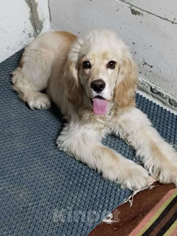 Собаки в Бердске: Продам Мальчик, 12 000 руб. - фото 3