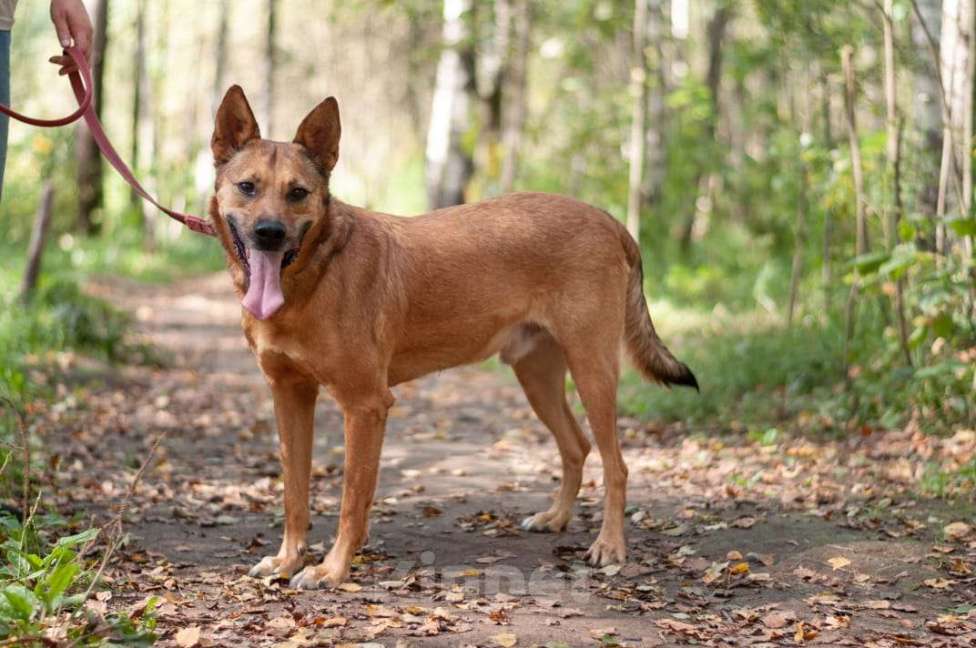 Собаки в Ногинске: Кеша - непоседливый хвост, всегда_вкусняшку_чующий нос! Мальчик, Бесплатно - фото 5