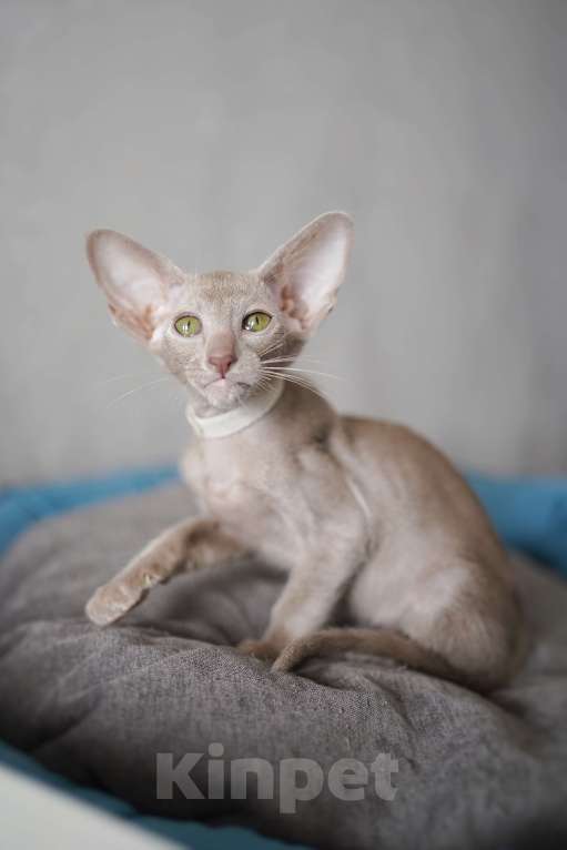 Кошки в Ростове-на-Дону: Ориентальная девочка лиловая Девочка, 60 000 руб. - фото 6