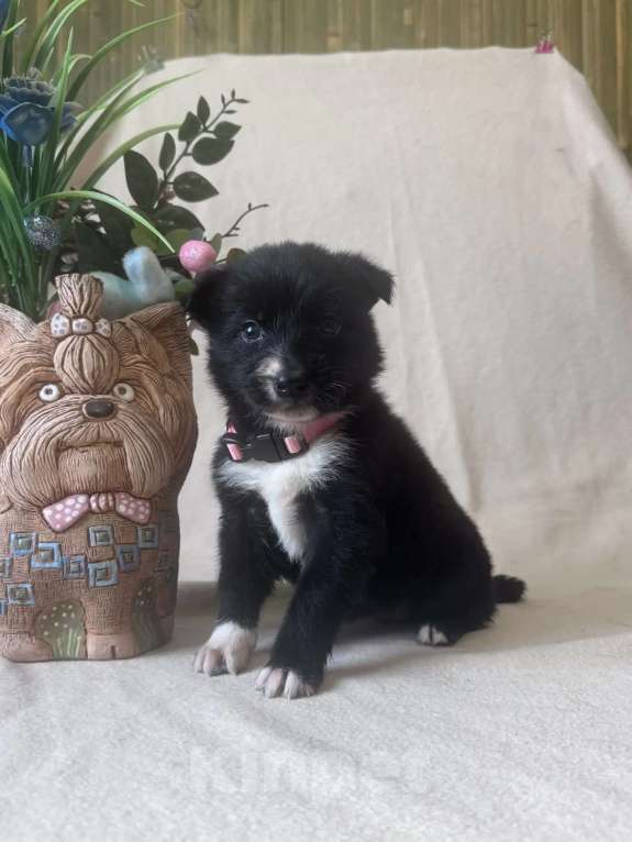 Собаки в других городах Московской области: Метисики Бордер колли Девочка, Бесплатно - фото 2