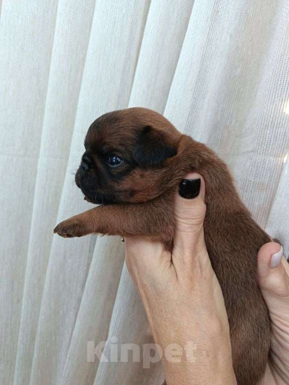 Собаки в Пскове: Щенок пти брабансон Девочка, Бесплатно - фото 4