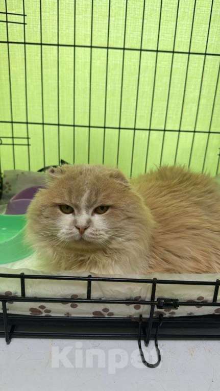 Кошки в Москве: Наиласковейший мальчишка Барсик Мальчик, Бесплатно - фото 2