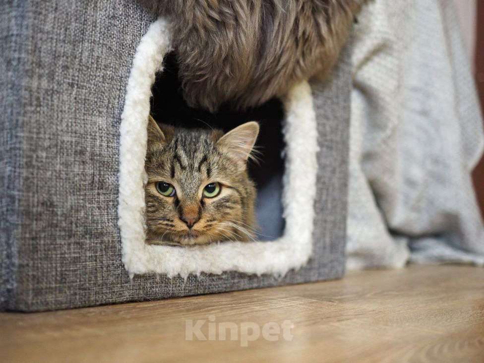 Кошки в Москве: котенок Мохер ищет дом Мальчик, Бесплатно - фото 8