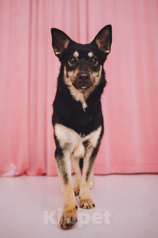 Собаки в Москве: Невероятная Нуара ищет дом Девочка, Бесплатно - фото 8