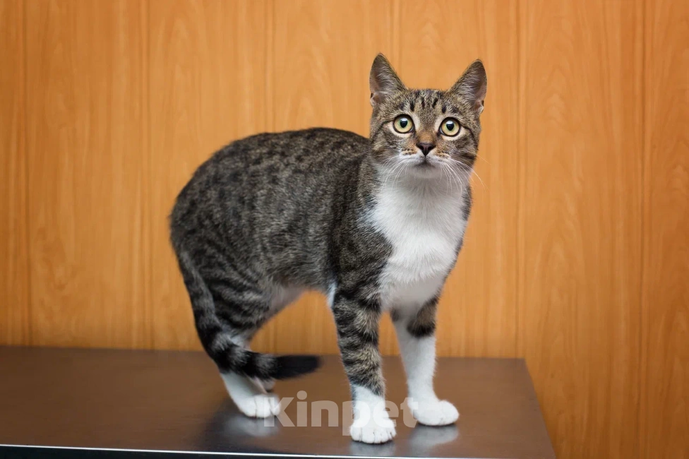 Кошки в Москве: Ласковый котенок Василек в добрые руки Мальчик, Бесплатно - фото 9