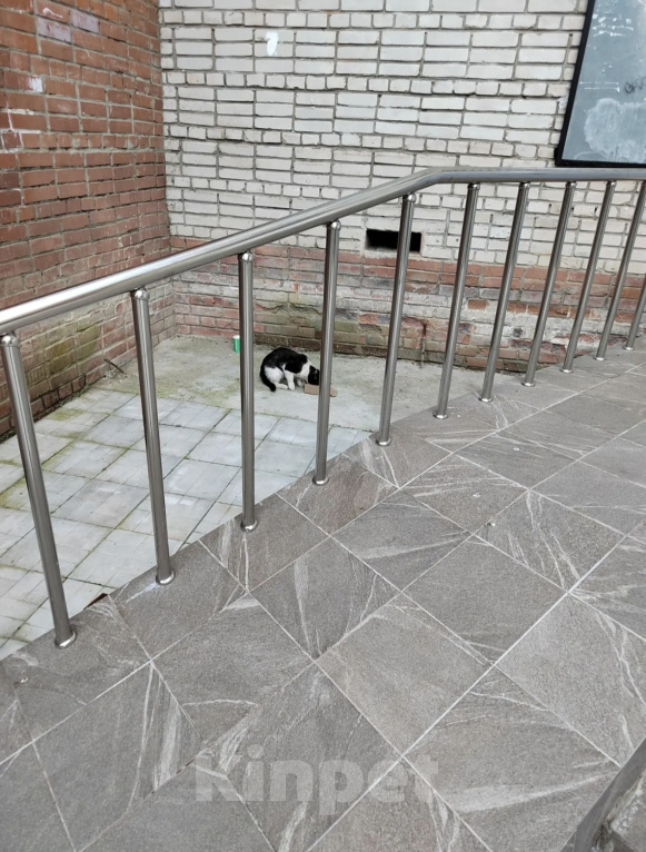 Кошки в Протвино: Молодой котик ищет дом 🏠🩷 Мальчик, Бесплатно - фото 2