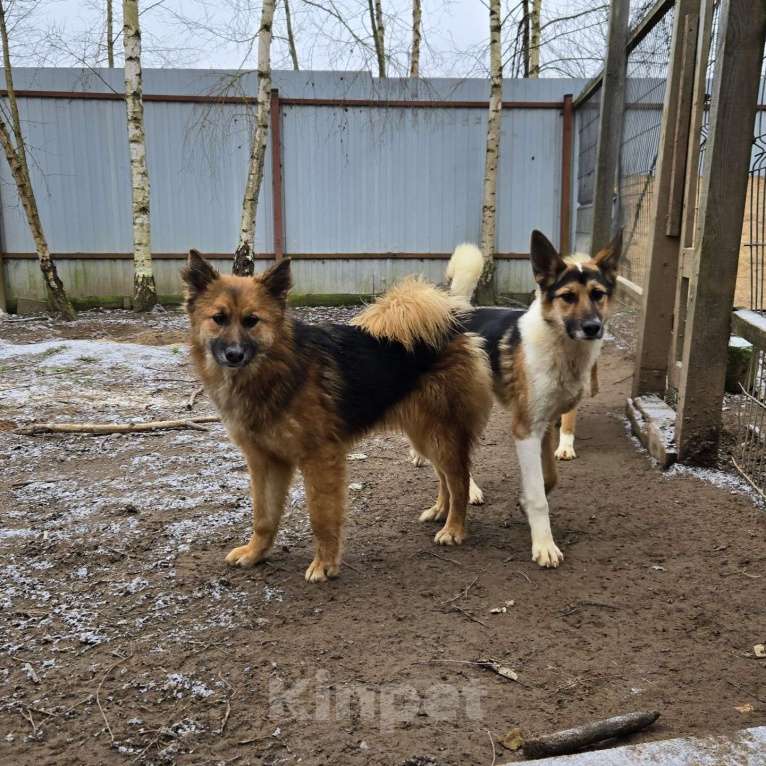 Собаки в Клине: Фисташка — роскошная красавица готова стать частью вашей семьи Девочка, Бесплатно - фото 4