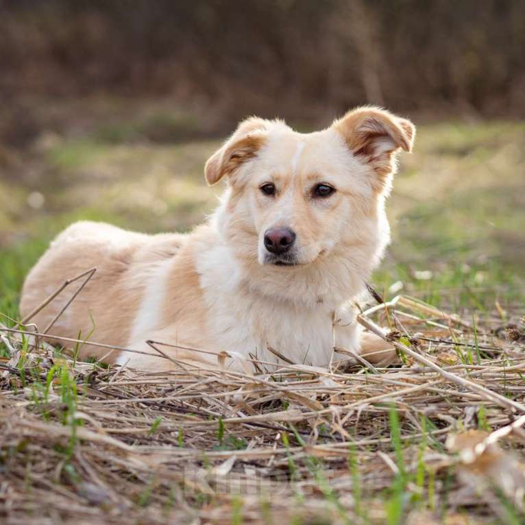 Собаки в Москве: Маленькая собачка, приучена к квартире Девочка, Бесплатно - фото 5