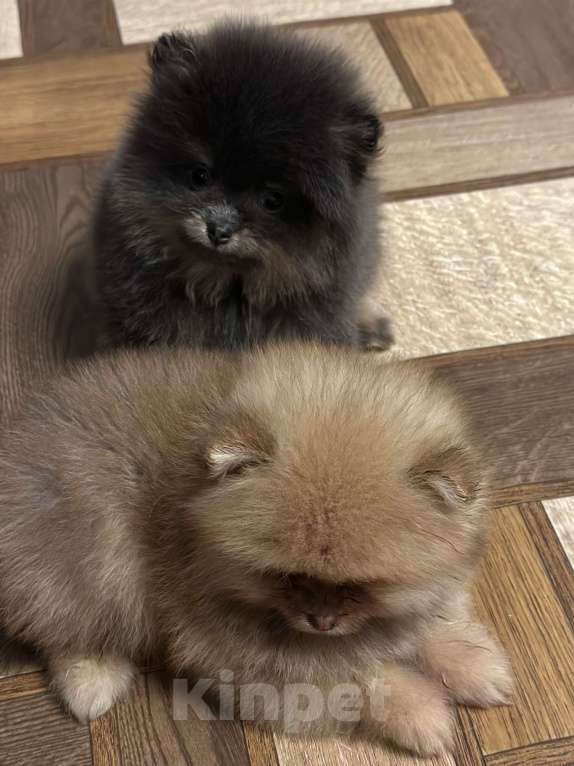 Собаки в Санкт-Петербурге: Померанский шпиц мальчики мини Мальчик, 40 000 руб. - фото 5