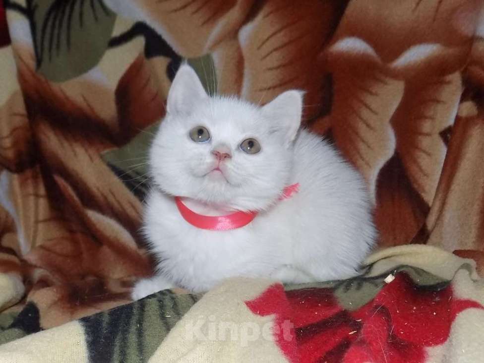 Кошки в Москве: Британские котята Девочка, 15 000 руб. - фото 7