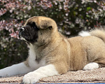 Собаки в Дубне: Щенок американской акиты Мальчик, 130 000 руб. - фото 3
