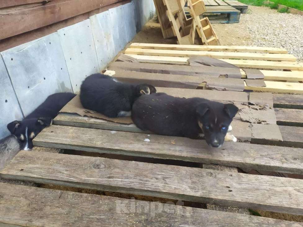 Собаки в Москве: 4 девочки щенки хаски подброшены к приюту Девочка, Бесплатно - фото 3