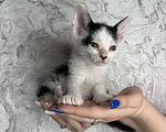 Кошки в Тольятти: Котята  Мальчик, Бесплатно - фото 3