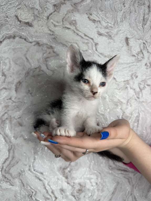 Кошки в Тольятти: Котята  Мальчик, Бесплатно - фото 3