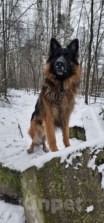 Собаки в Балашихе: Крупный кобель Мальчик, 10 000 руб. - фото 3