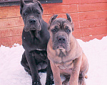 Собаки в Москве: Кане корсо. Две девочки Девочка, 60 000 руб. - фото 7